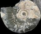 Wide Kosmoceras Ammonite Free Standing- England #42664-1